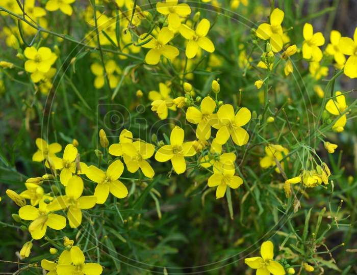 A dangerous plant, wild weeds - caustic buttercup (night blindness) with small yellow flowers illuminated by the sun. This is a killer grass, dangerous plants growing on the territory of Ukraine.