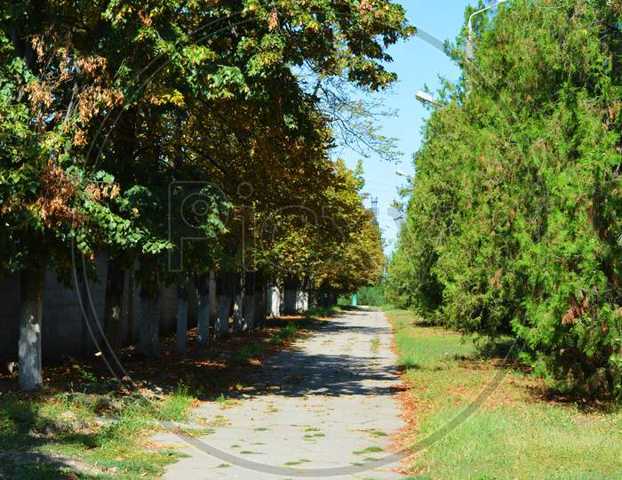 Nice alley with tall thujas and trees along the street in the city of Dnipro.