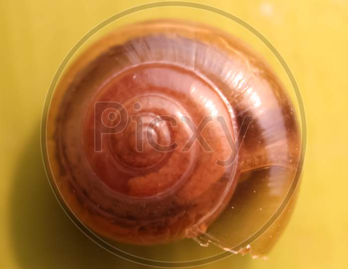 Snail shell on yellow background