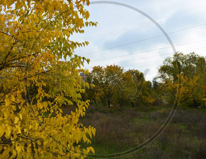 Beautiful autumn landscapes with yellow trees, large shrubs, wild grass and Ukrainian nature. Indescribable impressions of fresh air and Ukrainian autumn, which is located in the city of Dnipro.