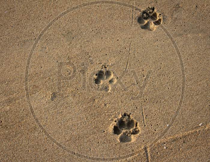 View Of Foot Impressions On A Dog In Beach Sand Along Kovalam, Chennai