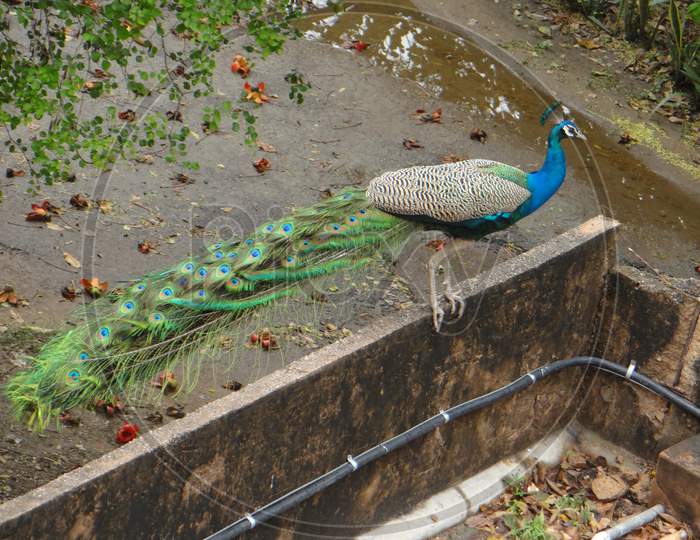 JNU Peacocks