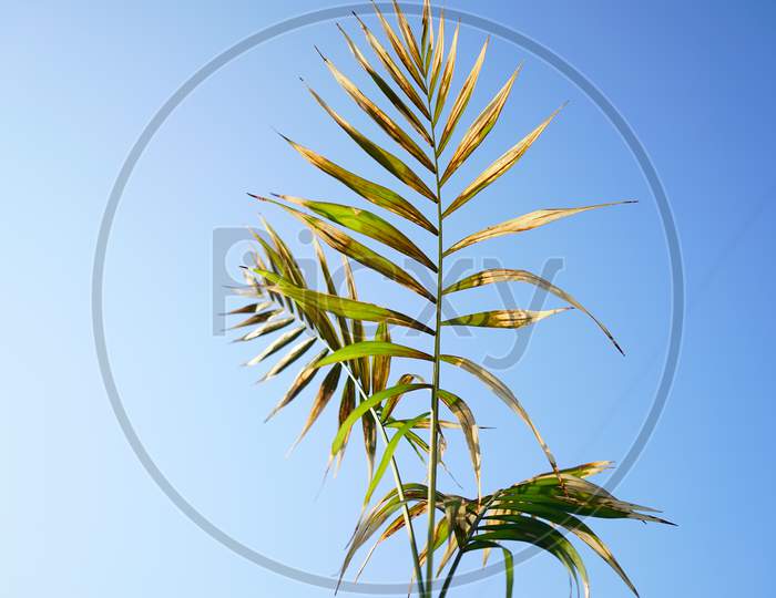 Palm Saplings Closeup With Blue Sky Background. Growing Palm Leaves In The Sky With Attractive Greenish Pigment.