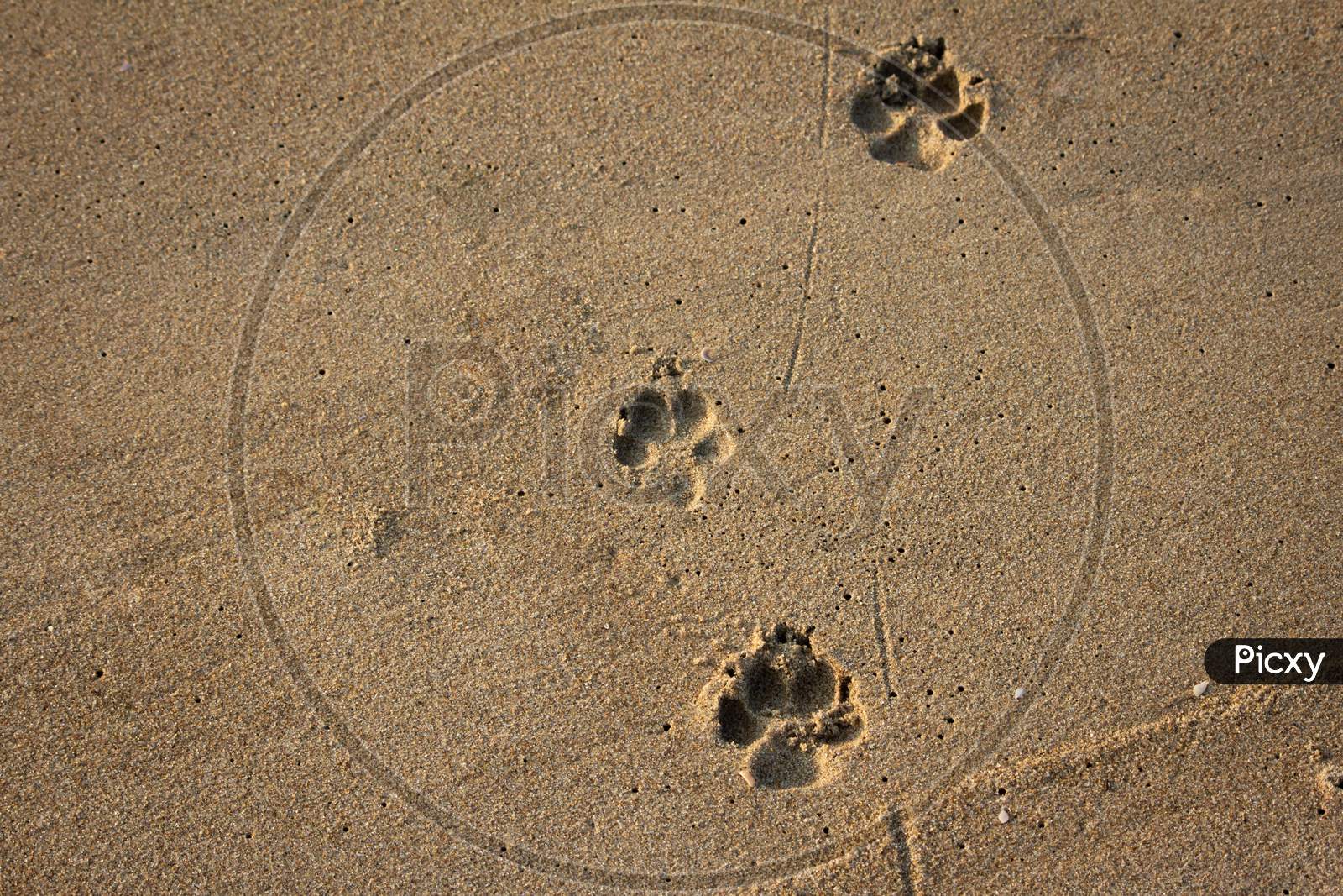 View Of Foot Impressions On A Dog In Beach Sand Along Kovalam, Chennai