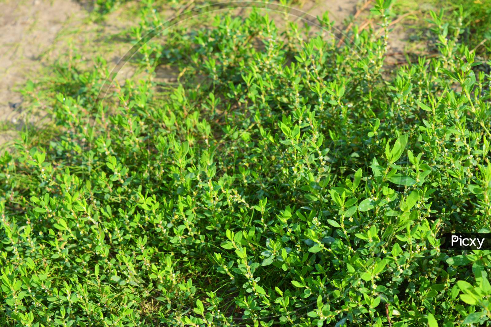 Image of Bright and colorful grass, landscaping, wild grass with weeds ...