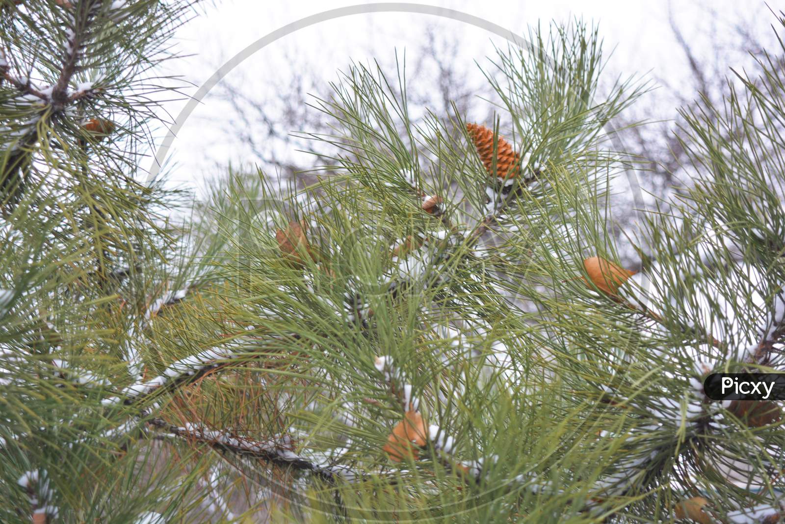 Brown fir-tree cones grow on branches of noble pine covered with white snow in December.