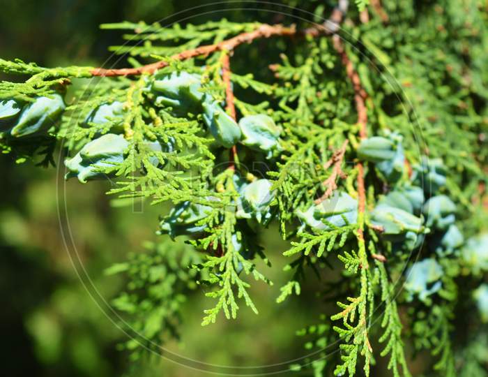 Exquisite leaves, needles, thuja branches with cones illuminated by the autumn sun.