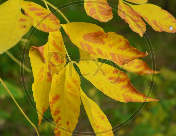 Large and unusual yellow leaves growing on maple branches in late October.