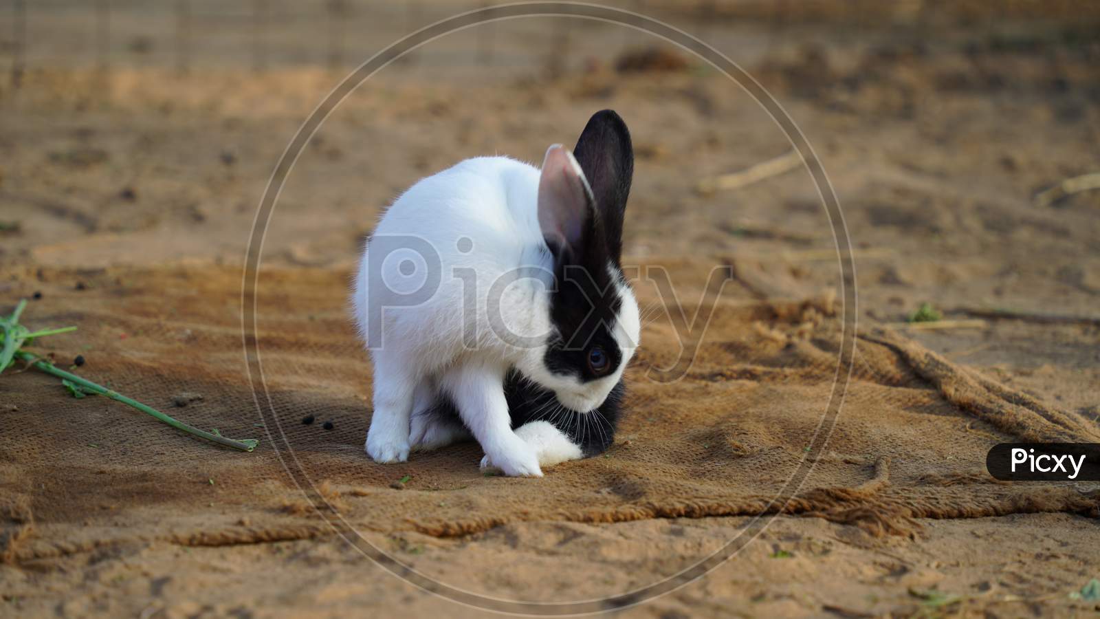 black and white baby rabbit