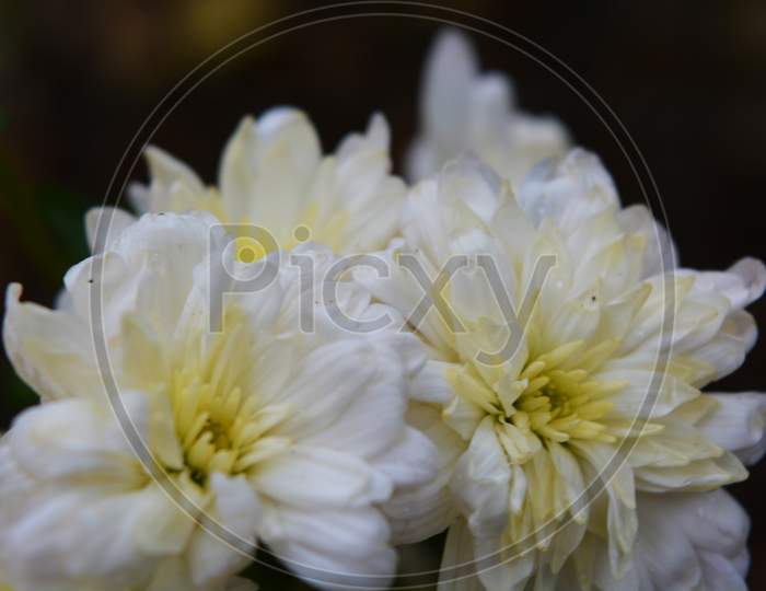 Bright colorful autumn flowers, unusual shape and texture. White wedding chrysanthemums brighten life in one bouquet.