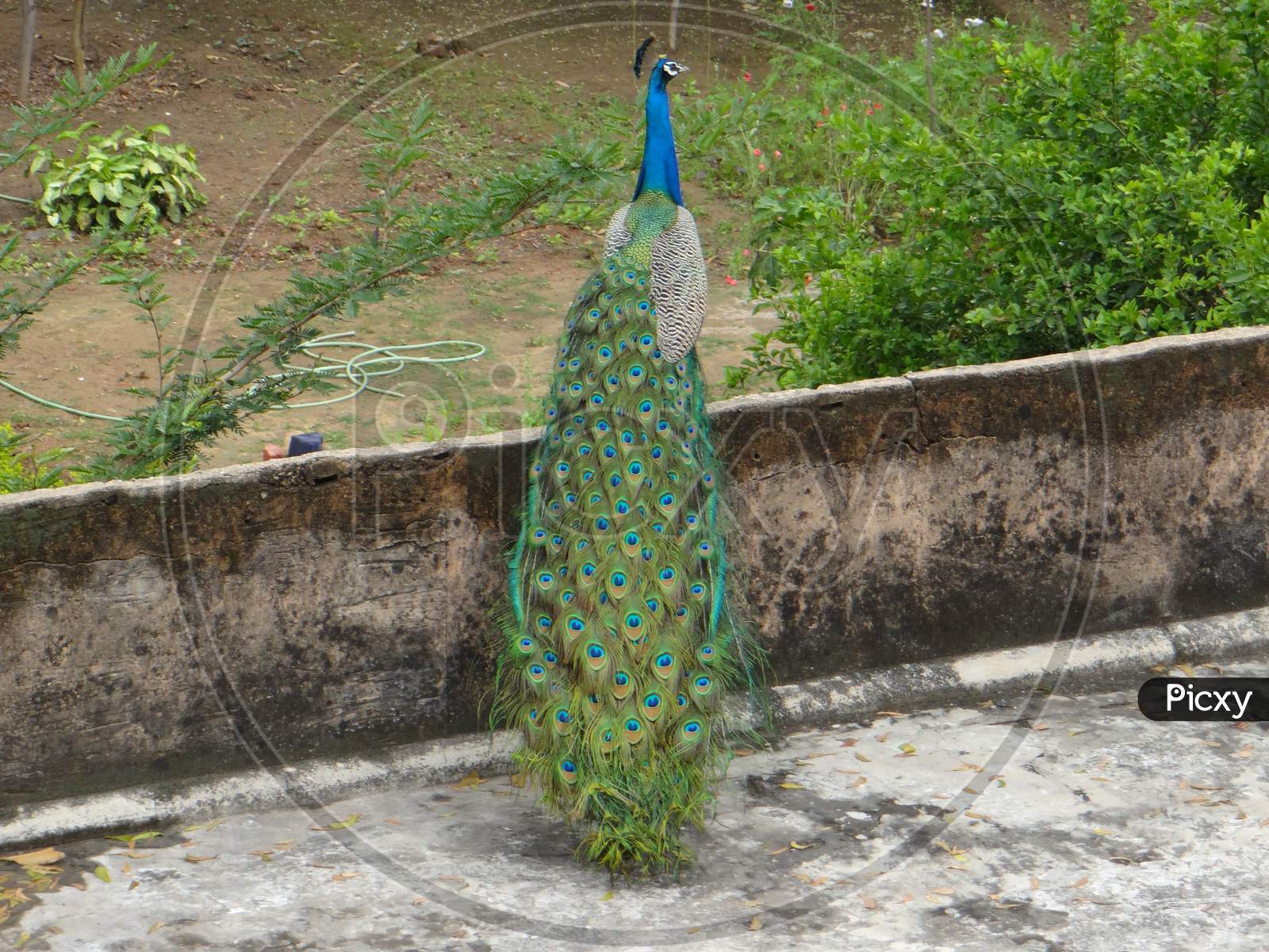 JNU Peacocks