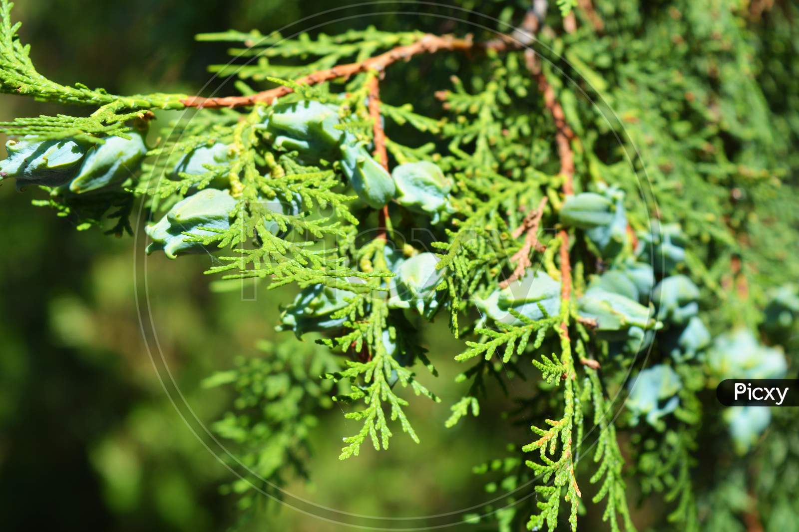 Exquisite leaves, needles, thuja branches with cones illuminated by the autumn sun.