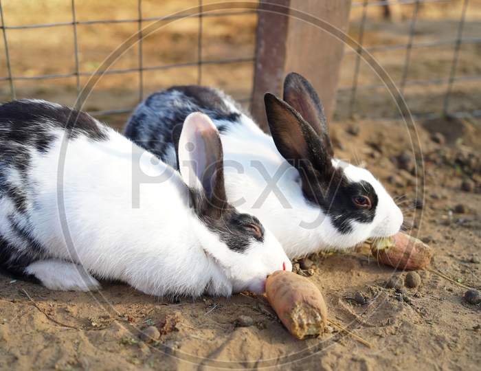 Fury And Fluffy Cute Rabbit Snatching Carrot With Each Other And Struggling To Snatch Red Carrot. White Black Rabbit With Each Other.