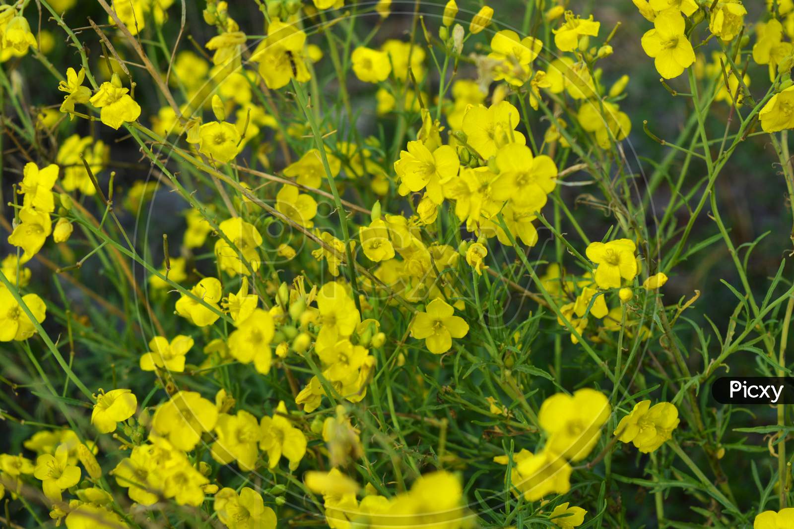 A dangerous plant, wild weeds - caustic buttercup (night blindness) with small yellow flowers illuminated by the sun. This is a killer grass, dangerous plants growing on the territory of Ukraine.