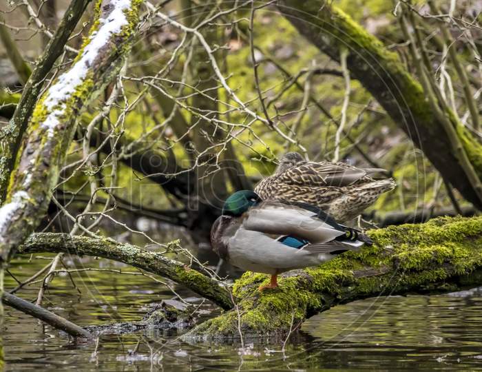 A couple of mallard ducks standing in a little pond called Jacobiweiher not far away from Frankfurt in Germany at a cold and day in winter.