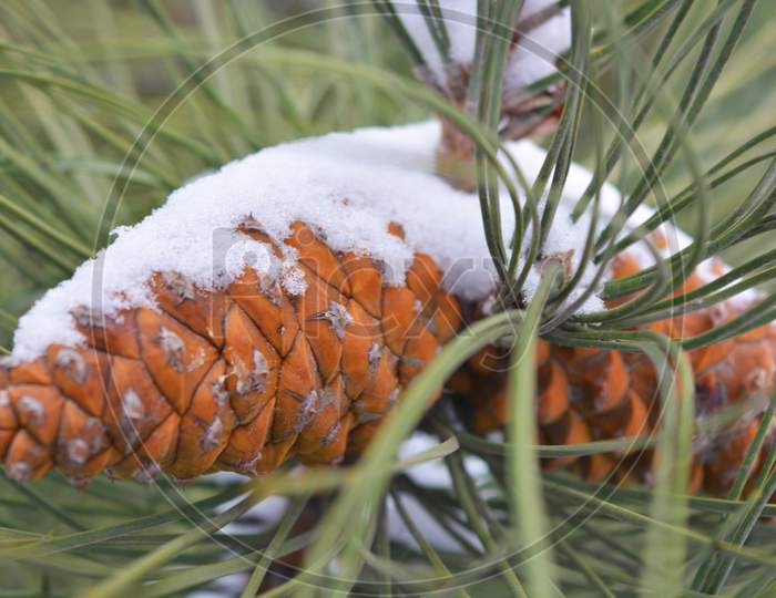 Brown fir-tree cones grow on branches of noble pine covered with white snow in December.