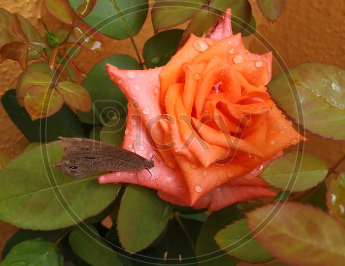 closeup of beautiful orange color rose and indian brown butterfly sitting on the flower.