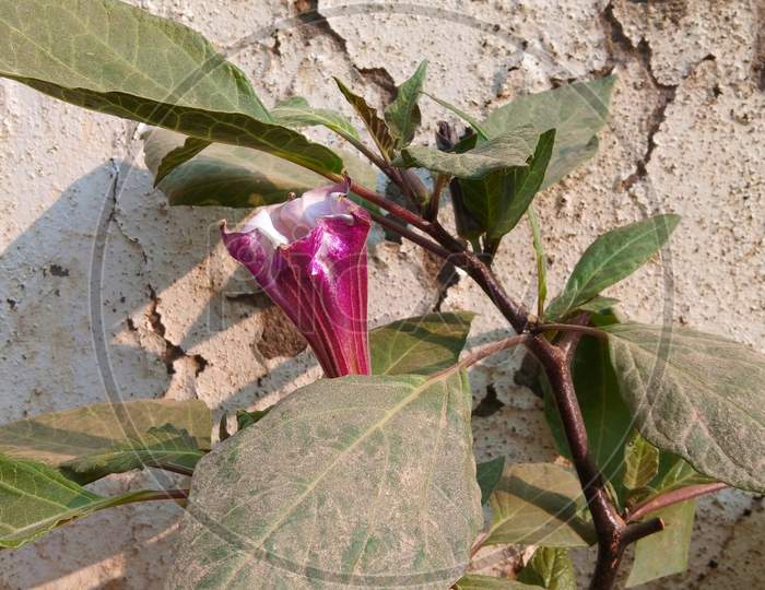 Datura or  Datura metel purple  flower plant poisonous in India