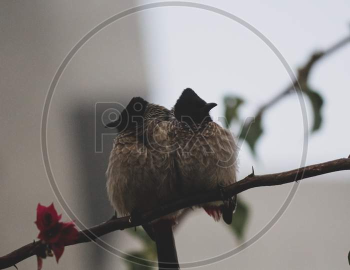 two Red-vented birds(bulbul couple) sitting on the branch