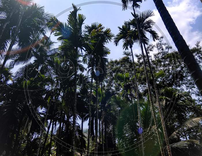 Coconut trees from panjim, Goa