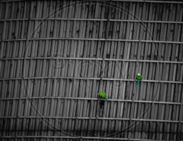 Green Parrots Relaxing On The Industrial Sealing - Couple Of Indian Parrot - Beautiful Indian Green Parrot