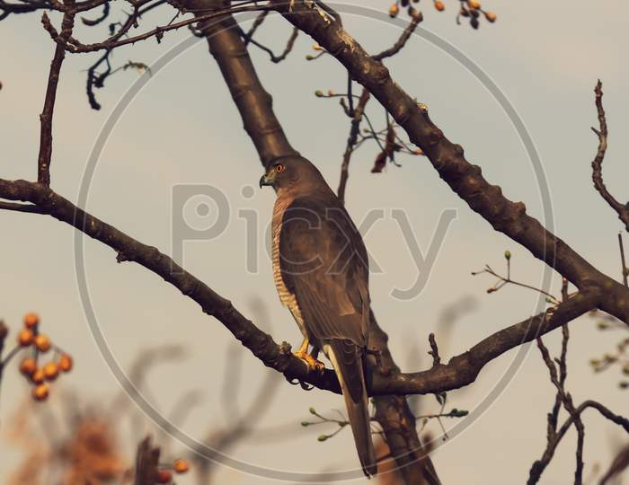 An avian raptor bird sitting on the branch