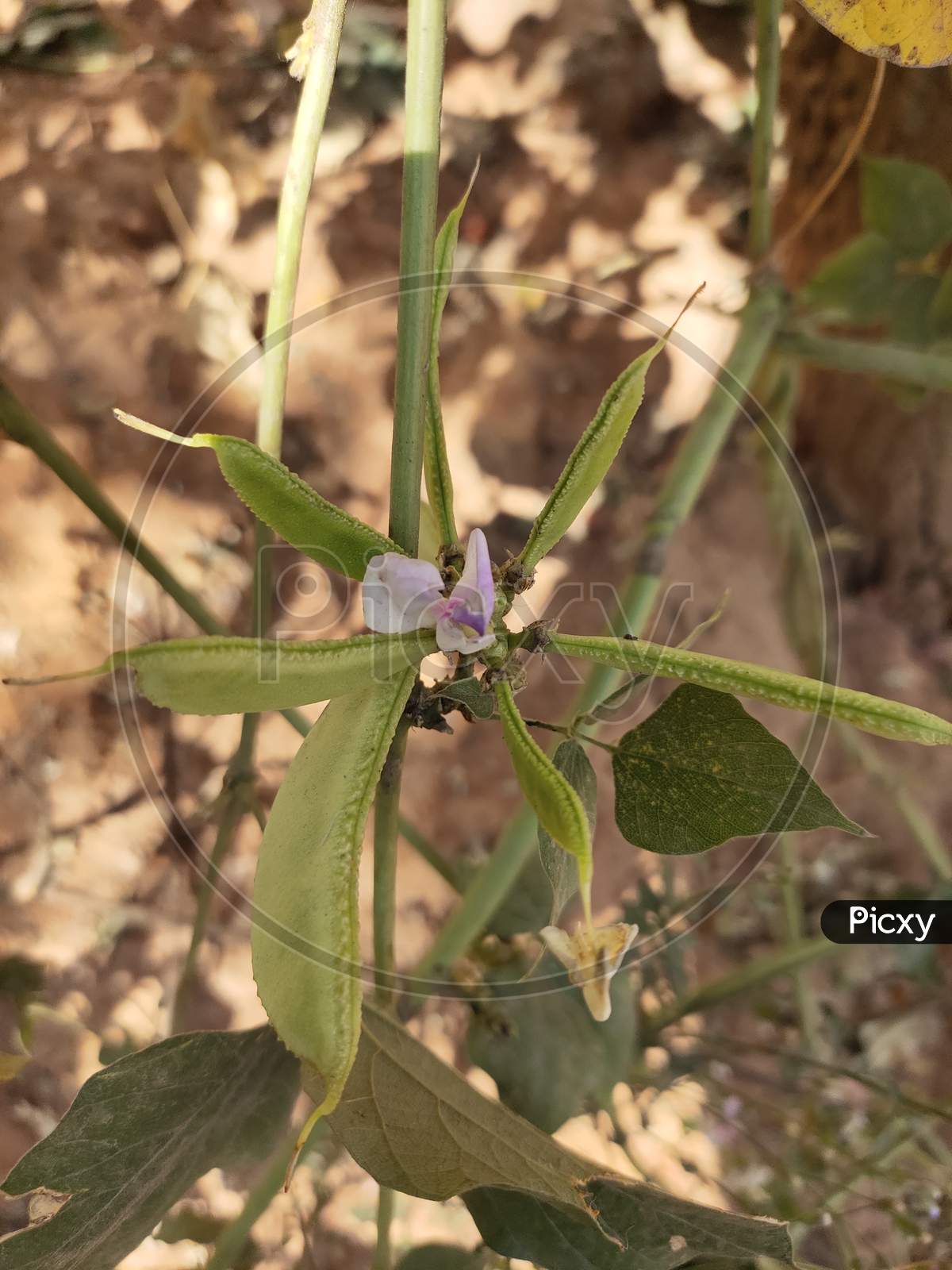 Beans with leaf and Flower