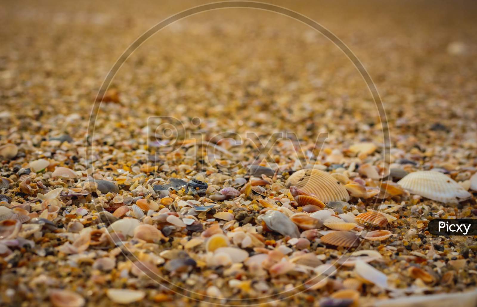 Small Shells On The Beach Sand . View Of Beach Covered With Different Sea Shells. Selective Focus. Many Small Shells Close-Up Lying On The Beach On A Summer Day