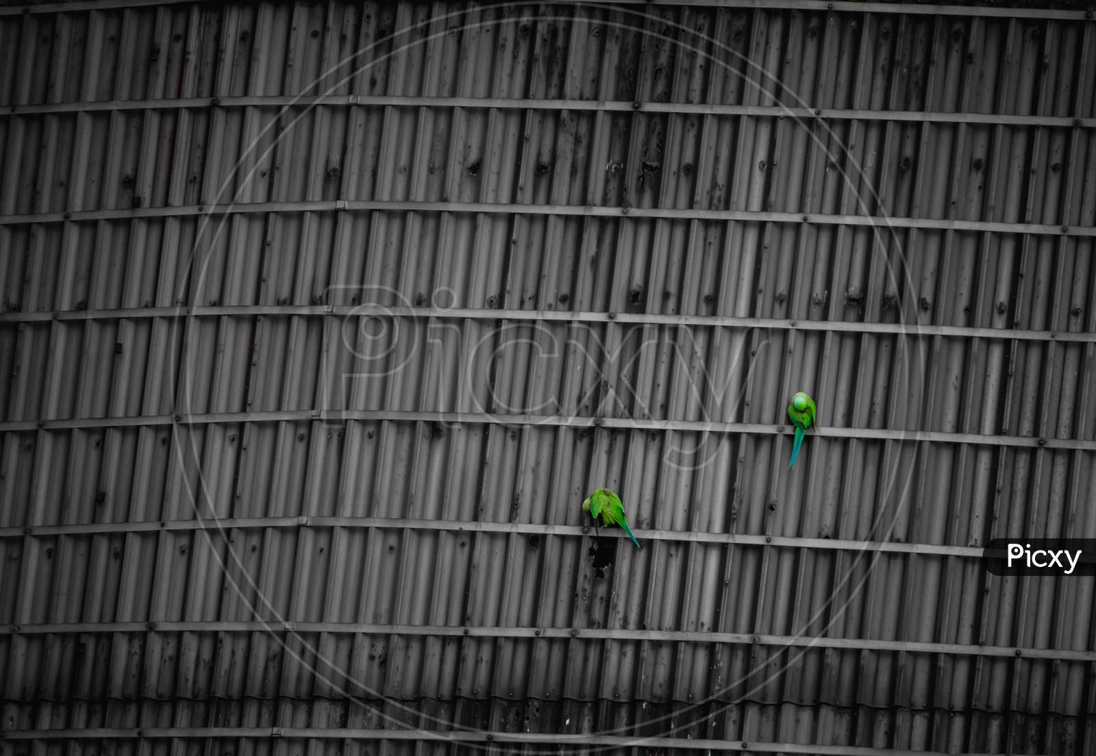 Green Parrots Relaxing On The Industrial Sealing - Couple Of Indian Parrot - Beautiful Indian Green Parrot
