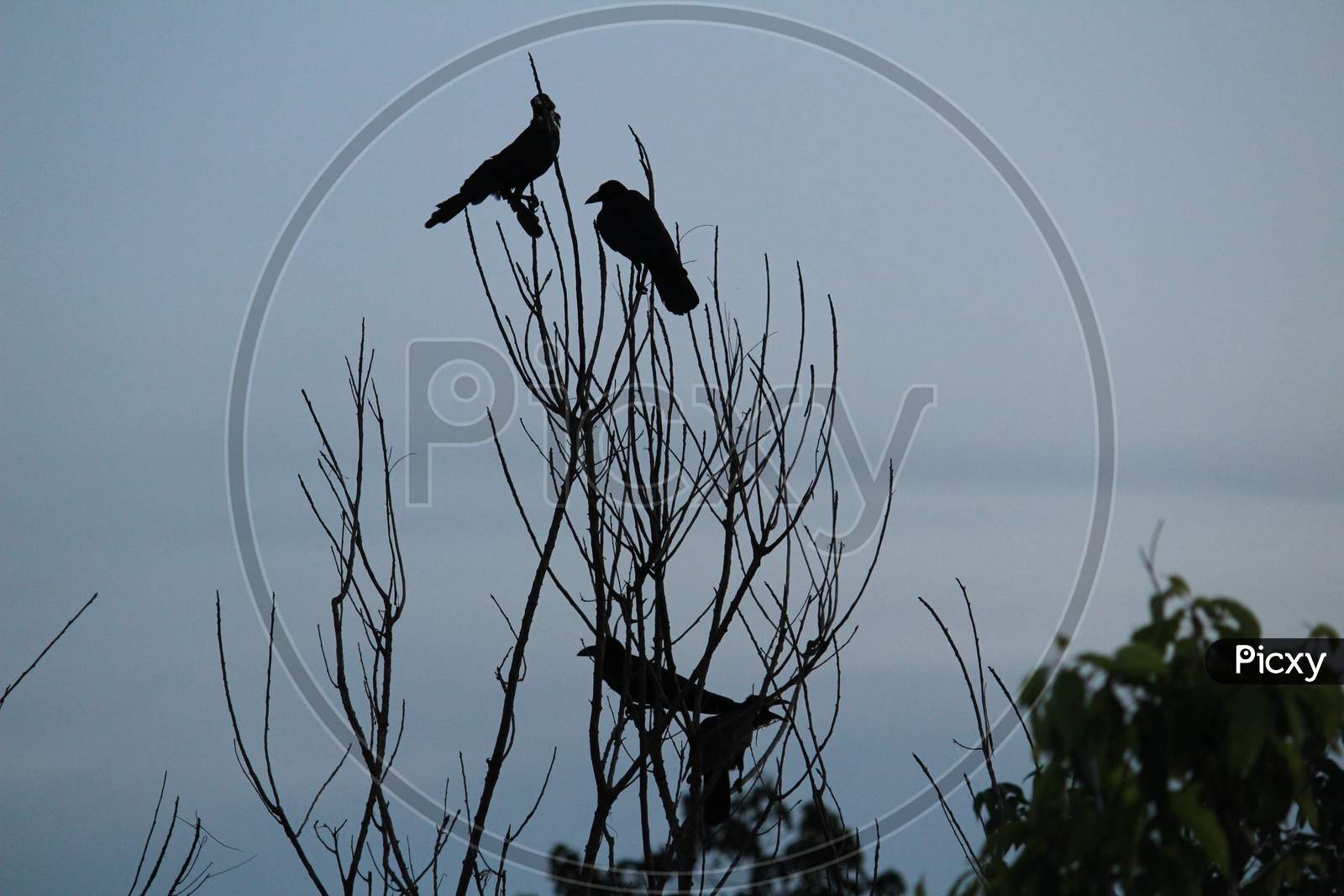 Silhouette Of Crows Sitting On The Tree Branch On The Night With Some Moon Light And It Looks Scary