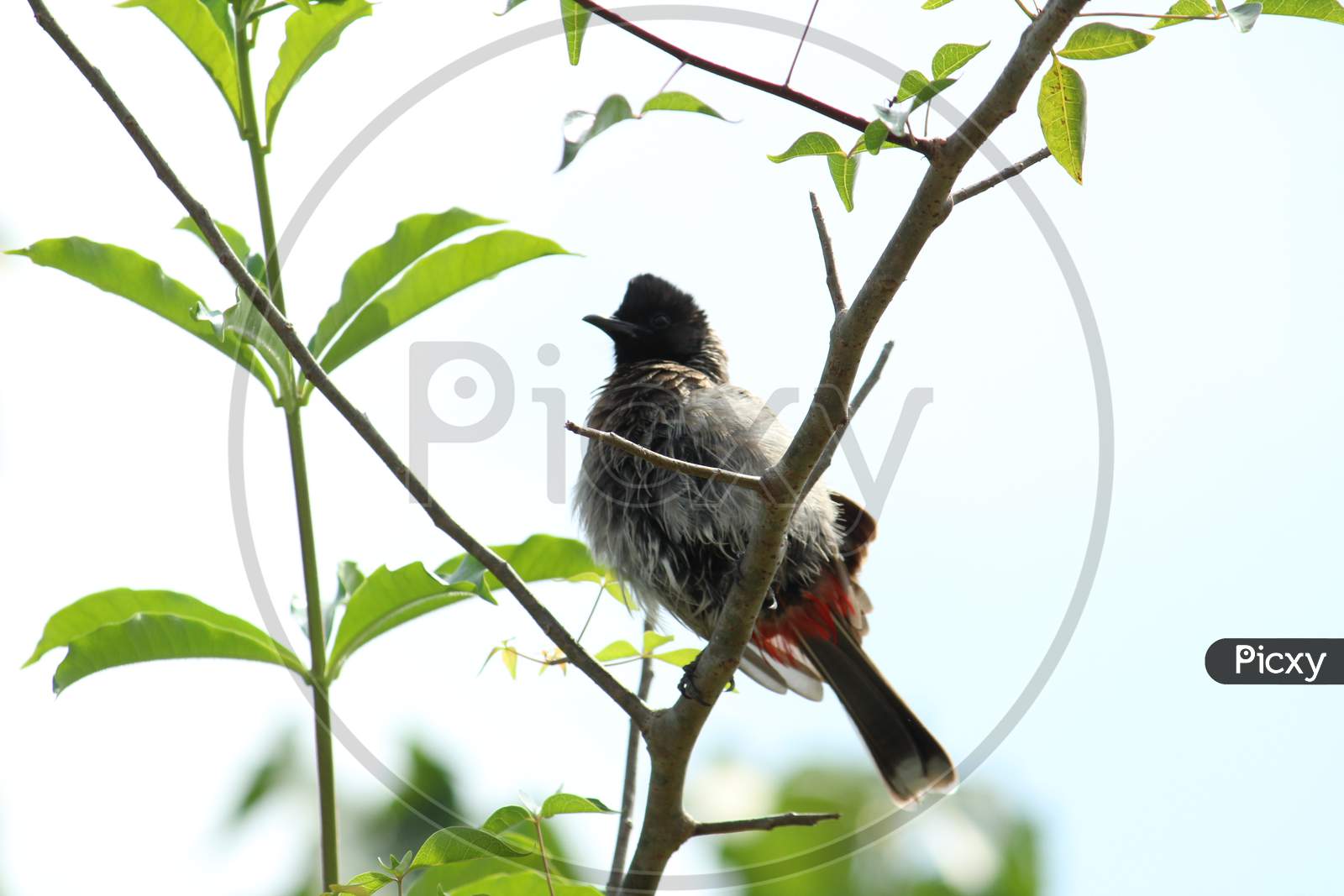 One Red Vented Bulbul Bird Or One Bird Sitting On The Tree Or Tree Branch On The Morning With White Background