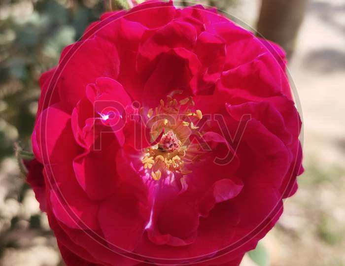 Red Rose with Leaf
