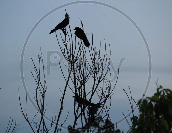 Silhouette Of Crows Sitting On The Tree Branch On The Night With Some Moon Light And It Looks Scary