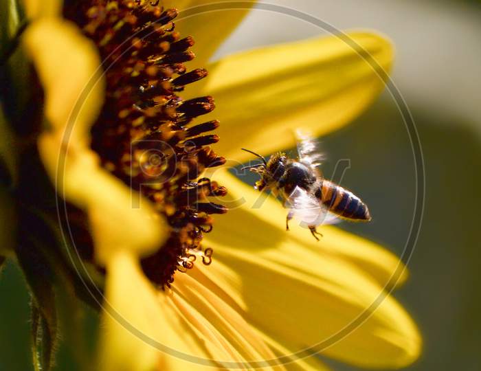 Bee on flower macro photography