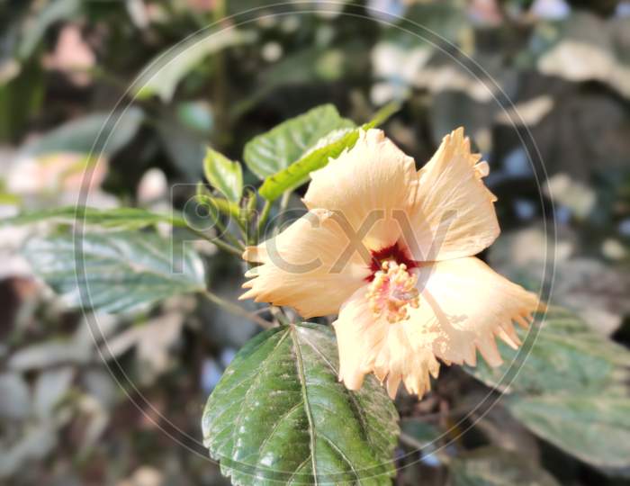 hibiscus flower with leaf