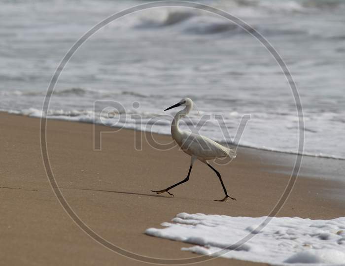 Single White Crane Bird Standing Or Searching Or Fishing On The Beach In The Morning At Chennai Besant Nagar Elliot'S Beach