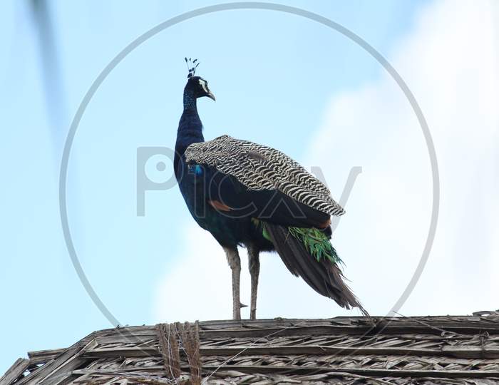 Beautiful Elegant Female Peacock Standing In Top Of The House Or Cottage/Hovel With Clouds In The Background