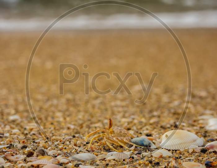 Small Shells On The Beach Sand . View Of Beach Covered With Different Sea Shells. Selective Focus. Many Small Shells Close-Up Lying On The Beach On A Summer Day