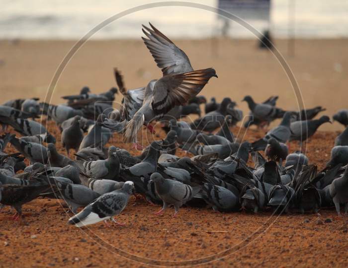 Doves Are Flying In The Beach. Elliot'S Beach / Besant Nagar Beach Chennai.