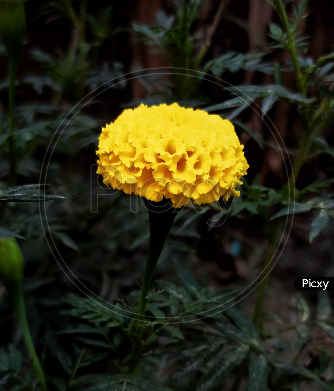 Flower, macro photography