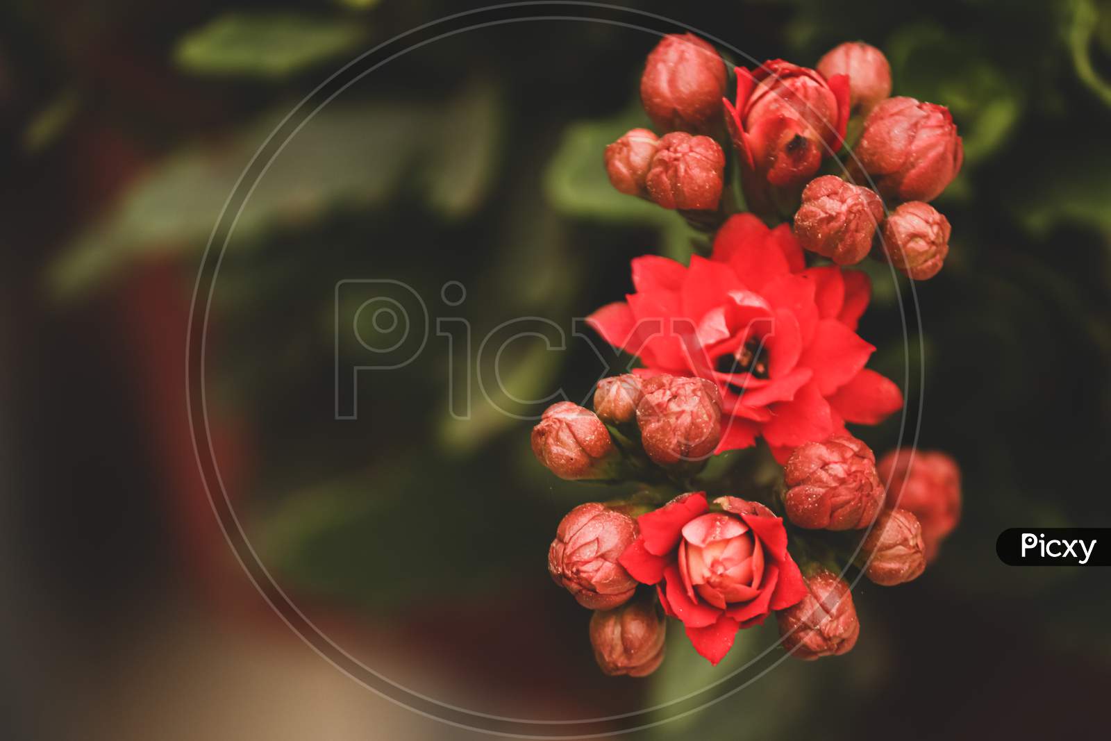 close up of Japanese red quince flower with a green background