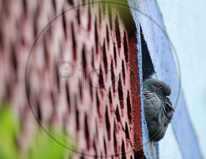 Pigeon Yawning And Ready To Start Day. Domestic Pigeon Yawn In City. Pigeon Yawning In Park. Common Wood Pigeon Yawning.