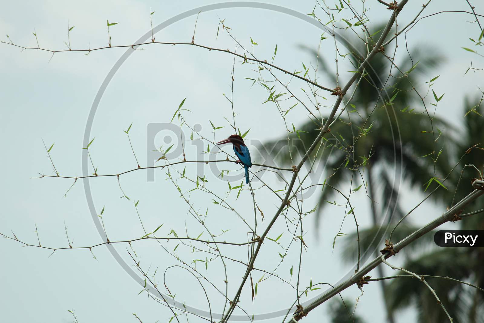 The White-Throated Kingfisher (Halcyon Smyrnensis) Also Known As The White-Breasted Kingfisher Sitting On The Tree