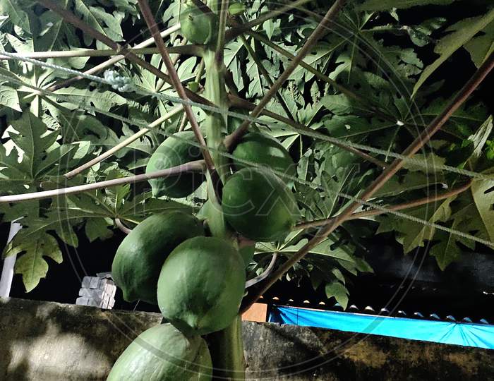 Papaya plants with vitamins Vegetable garden in Jharkhand