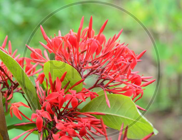 Red ixora flower plant