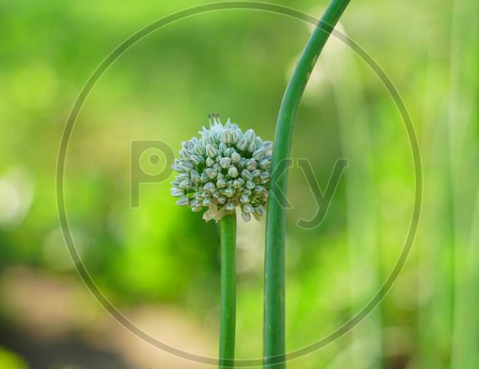 umbel inflorescence in onion