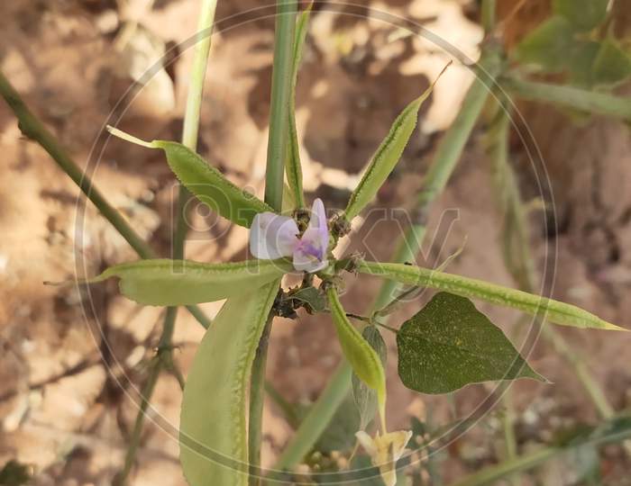 Beans with leaf and Flower