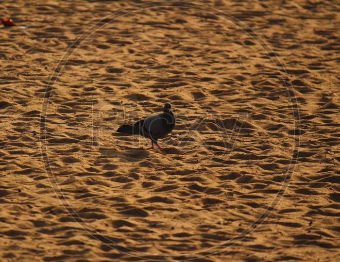Single Pigeon In The Beach Sand. Elliot'S Beach/Besant Nagar Beach Chennai.