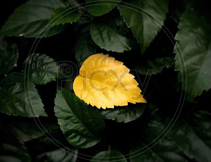 A bright yellow leaf on top of green leaves