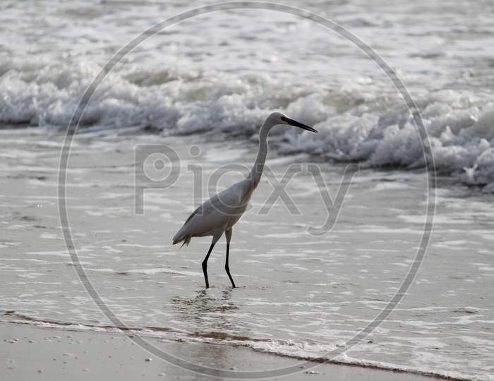 Single White Crane Bird Standing Or Searching Or Fishing On The Beach In The Morning At Chennai Besant Nagar Elliot'S Beach
